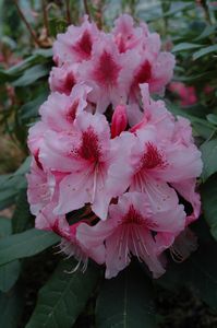 (Coombe Royal x Chevalier Felix de Sauvage)